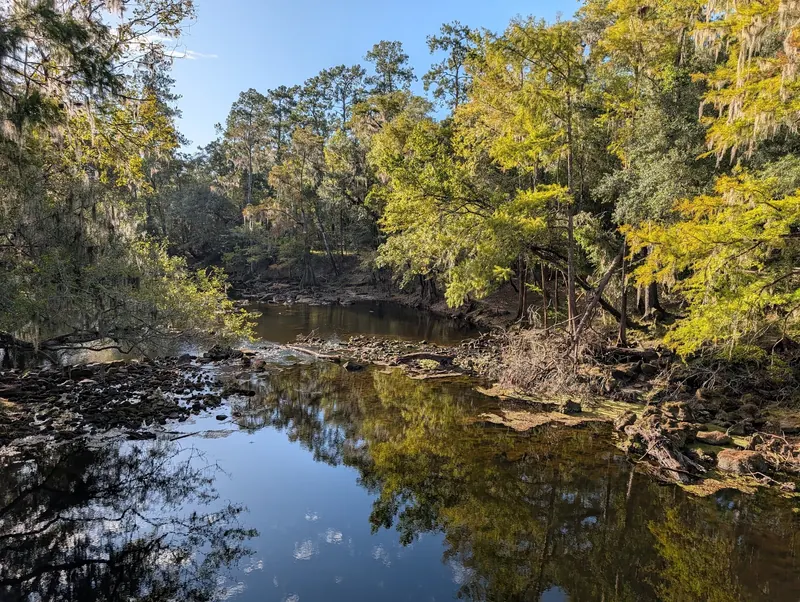 Historical exposed limestone and cypress roots beside the Santa Fe River at O'Leno; not a verified swimming-entry location