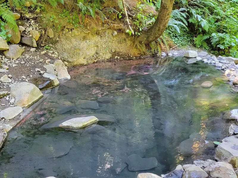 Rock-lined pool beneath a fern-covered bank at Olympic Hot Springs