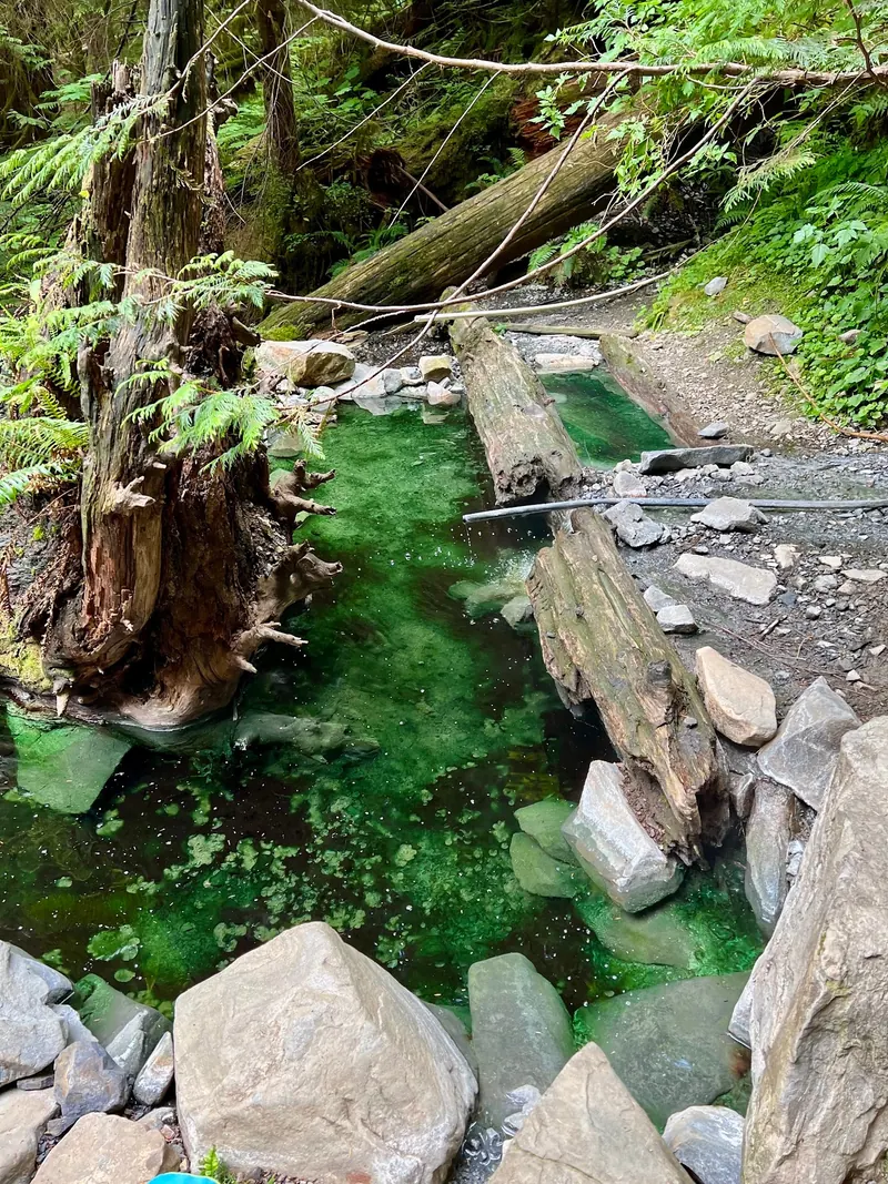 Woodland pool bordered by fallen logs and stones at Olympic Hot Springs