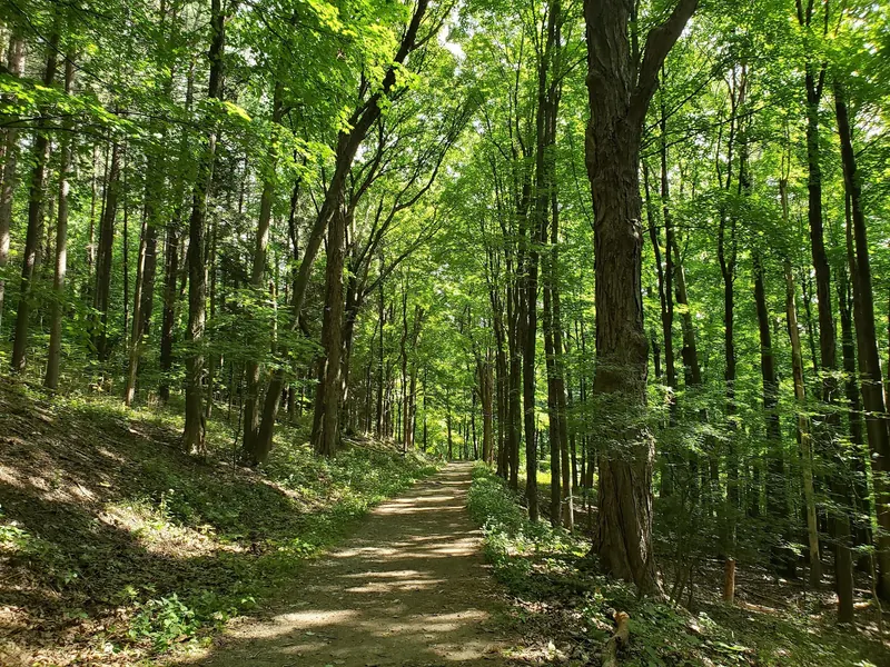 A wooded walking path in the saved Copake Falls park collection