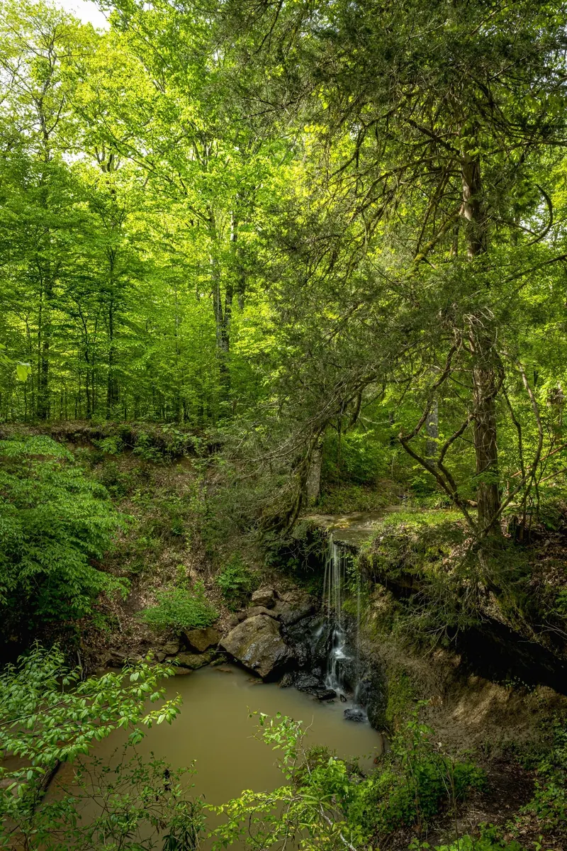 Historical Owens Creek waterfall and brown-green pool surrounded by dense woodland
