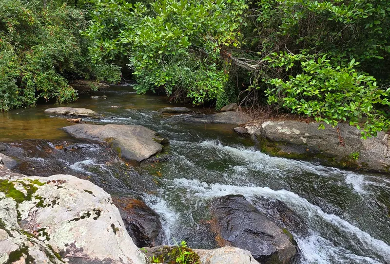 Water flowing over exposed rocks beneath dense vegetation in the Panther Falls area