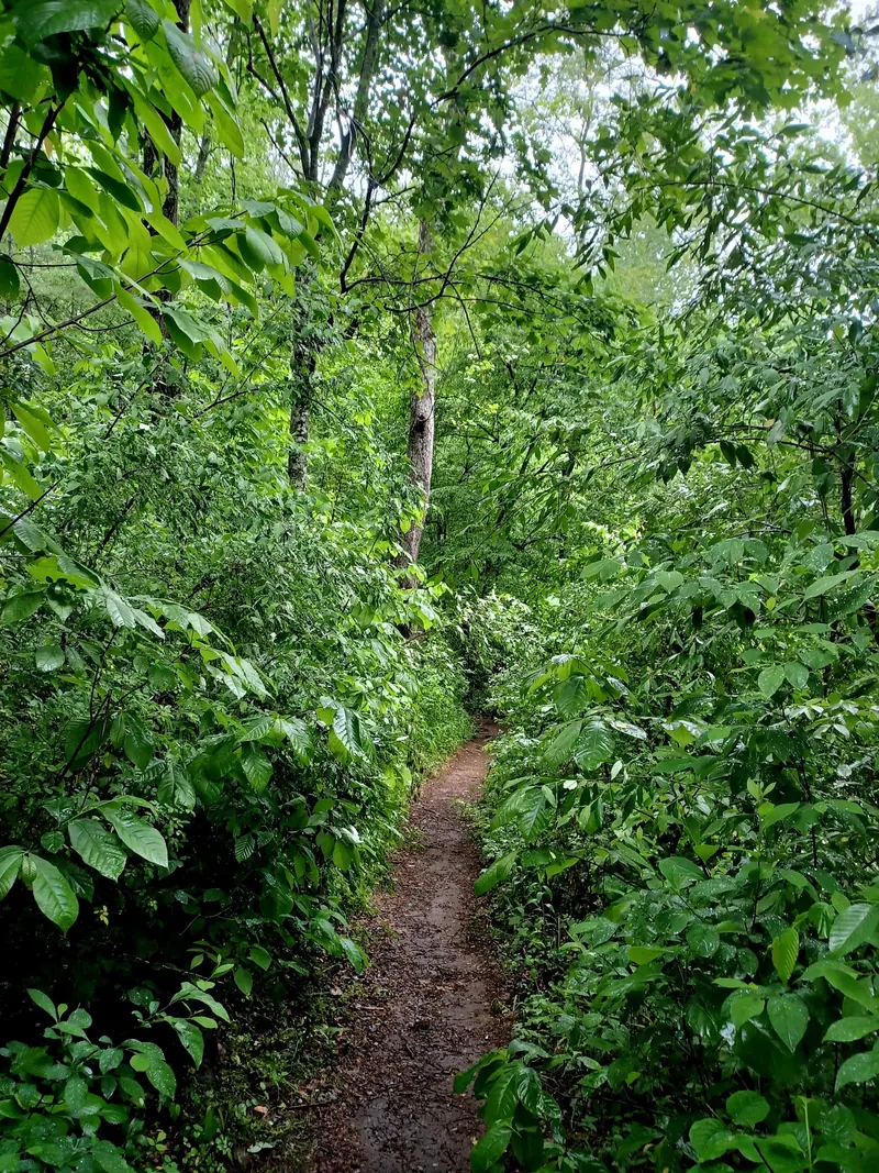Narrow dirt trail surrounded by leafy vegetation in the Panther Falls area