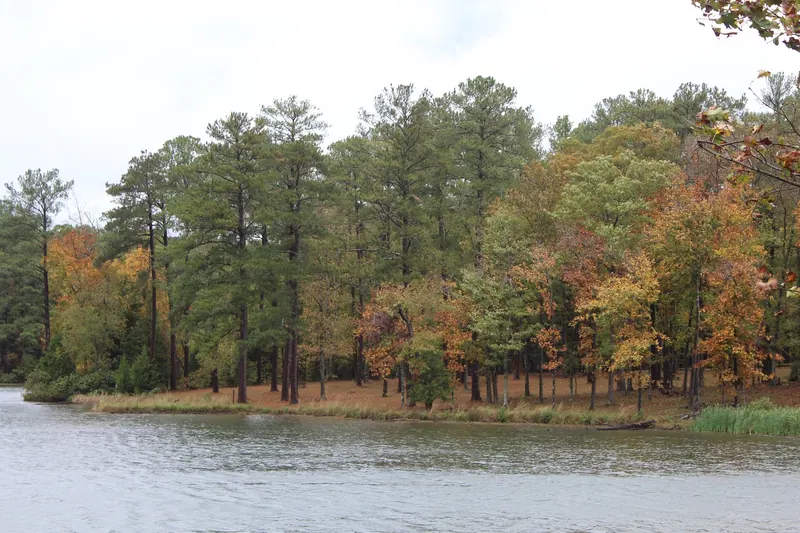 Pines and autumn-colored trees along the lake shore in the Parsons Mountain Lake Campground collection
