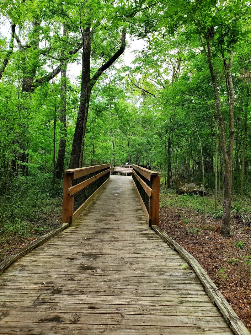 Historical wooden boardwalk through leafy woodland at Peacock Springs State Park; not proof of accessible water entry