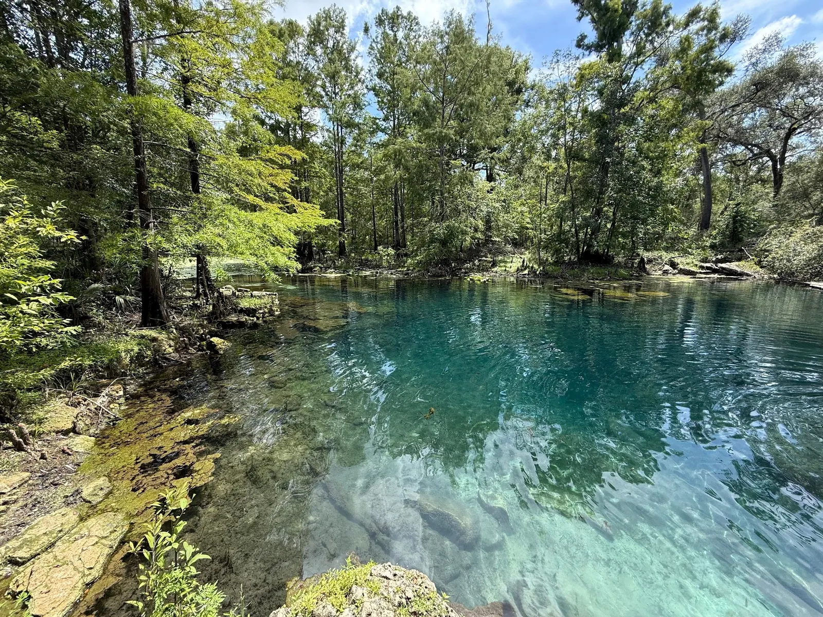 Historical blue-green spring water and wooded limestone banks at Wes Skiles Peacock Springs State Park; exact basin not independently verified