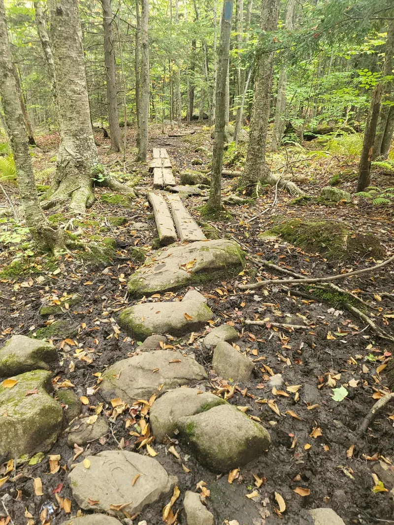 Narrow wooden planks across uneven rocky woodland trail in the Pisgah State Park photo collection