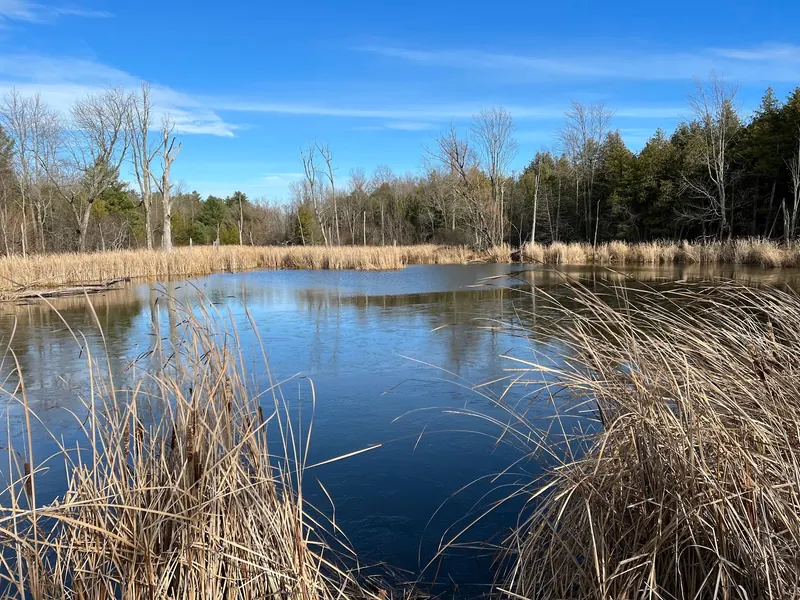 Reeds and marsh water in the Point Au Roche State Park landscape