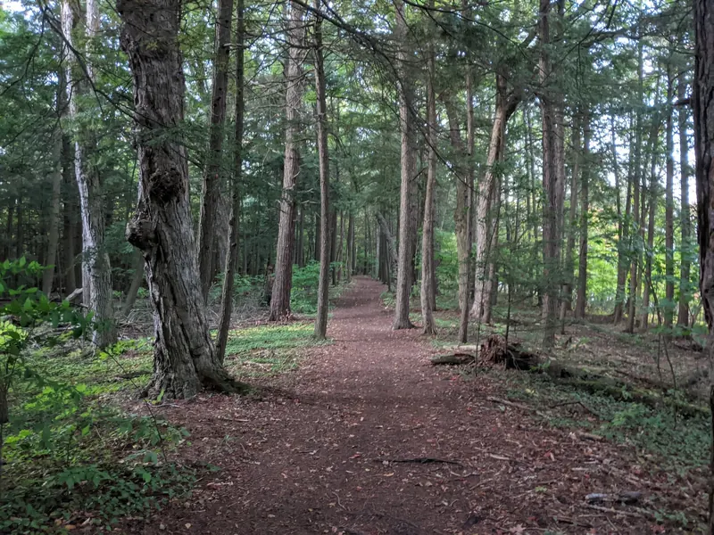 Wooded dirt path in the Point Au Roche State Park collection; historical trail context, not a verified route to the swimming beach