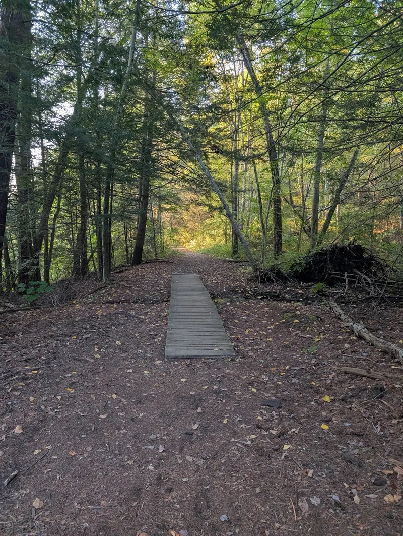 Woodland path with a wooden walking surface near Puffer's Pond