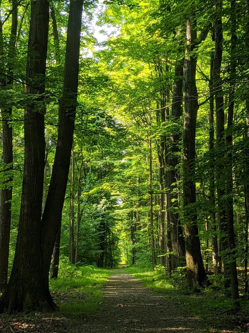 Gravel woodland path beneath tall leafy trees at Punderson State Park