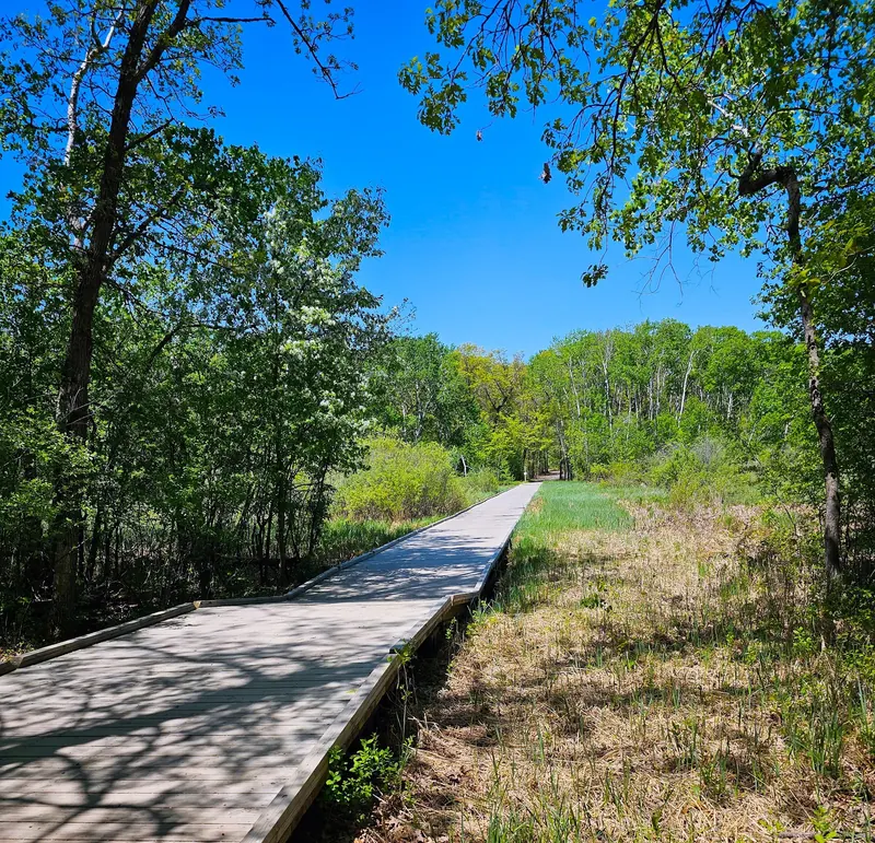 Wooden boardwalk through trees and wetland vegetation at Quarry Park, Minnesota