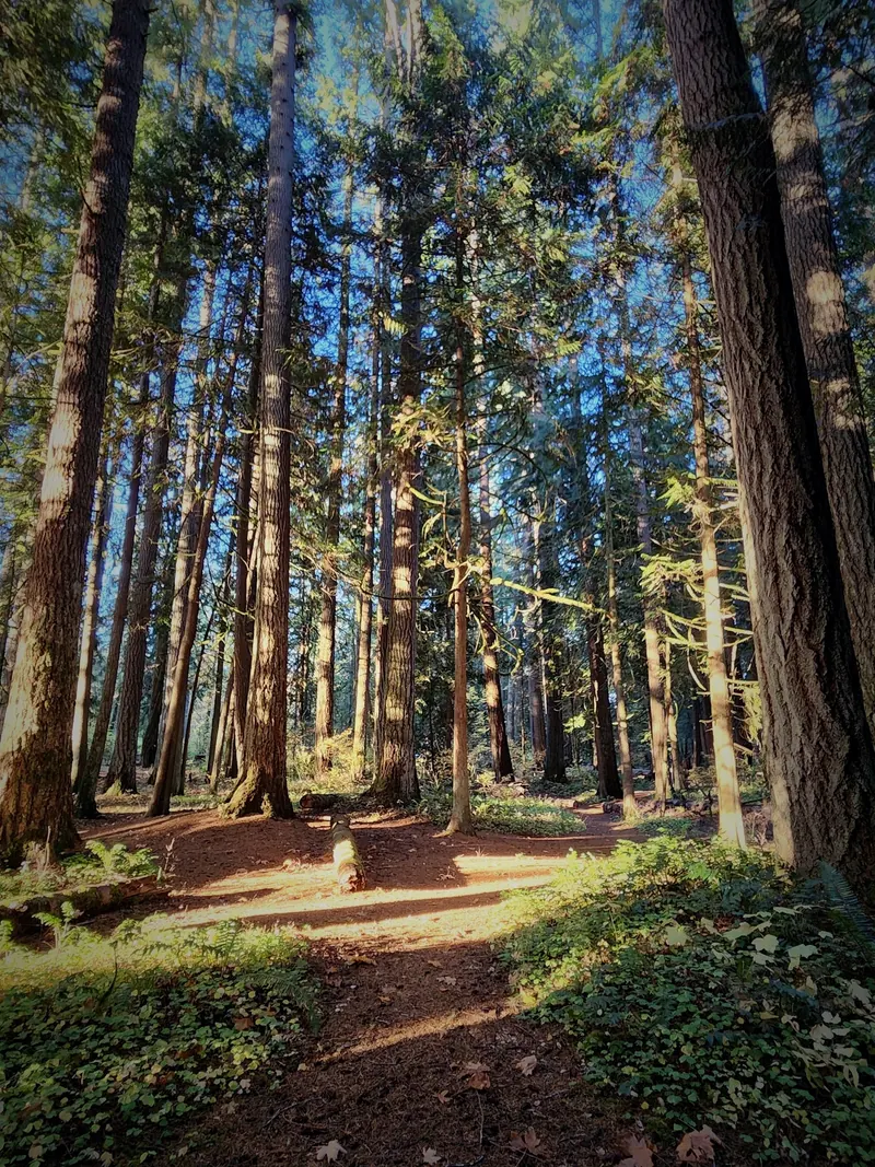 Sunlit forest path among tall conifers at Rainbow Falls State Park