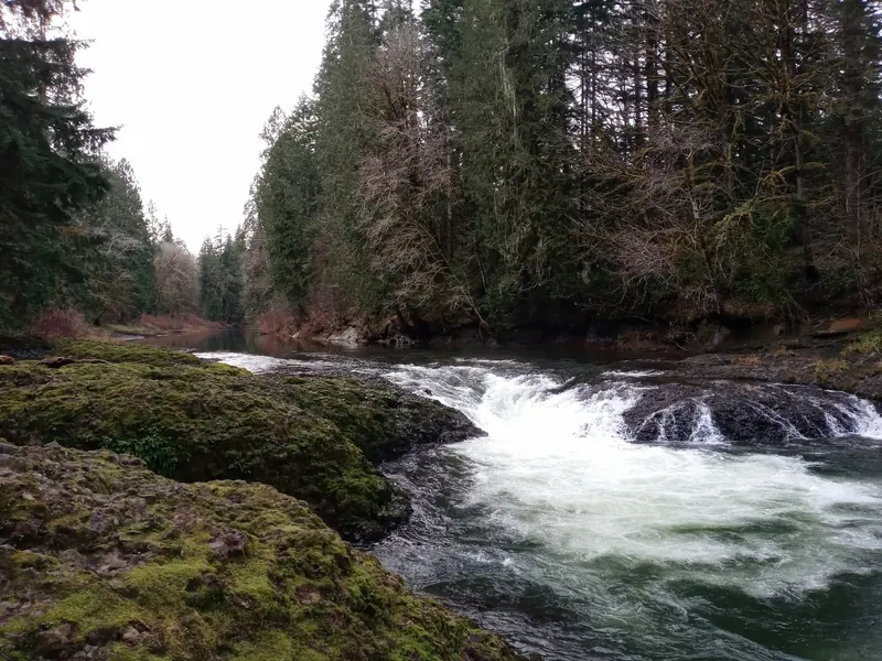 Chehalis River cascading between moss-covered rocks at Rainbow Falls State Park