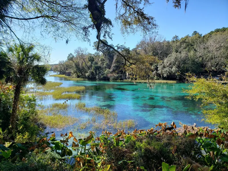 Historical buoy lines across the Rainbow Springs basin with shoreline plants and an overhanging branch; not a current swimming-boundary map