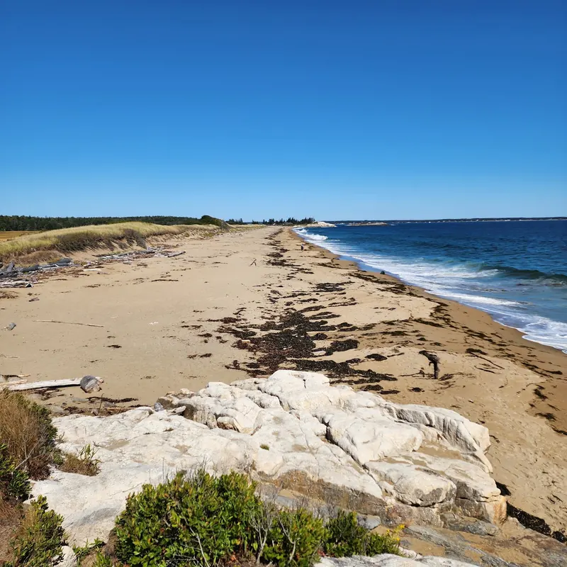 Wide historical Reid State Park beach view with seaweed along the tide line, not current swimming-clearance evidence