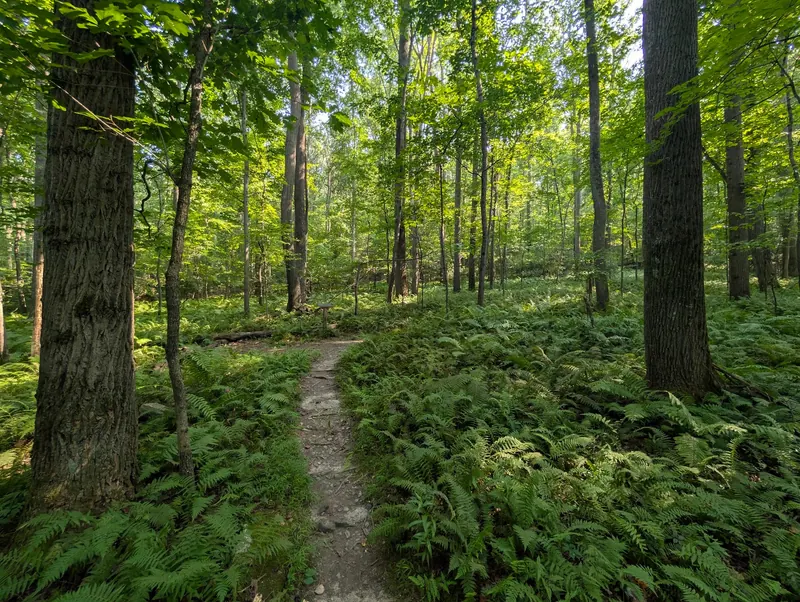 Narrow woodland trail through ferns at Rocks State Park