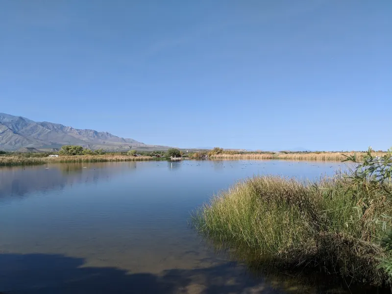 Roper Lake shoreline bordered by reeds with cabins across the water