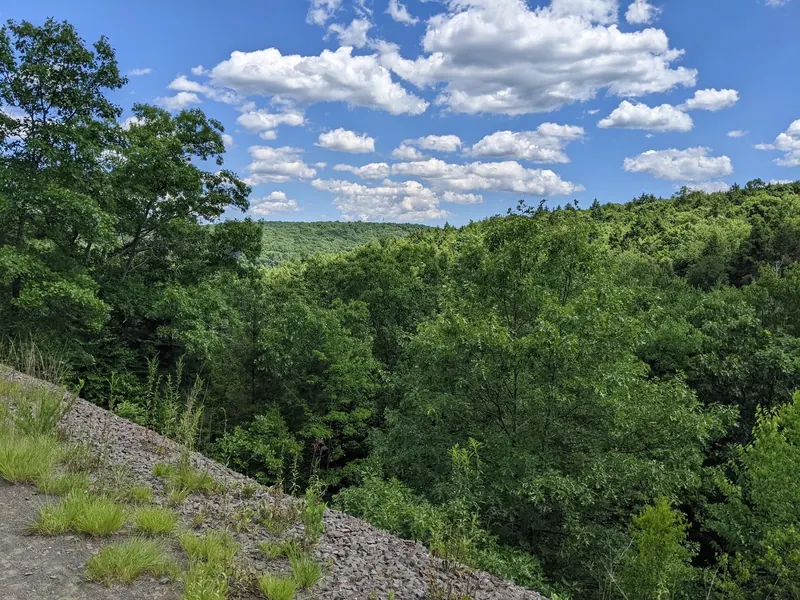 Green woodland beside a trail in the Salmon River forest setting