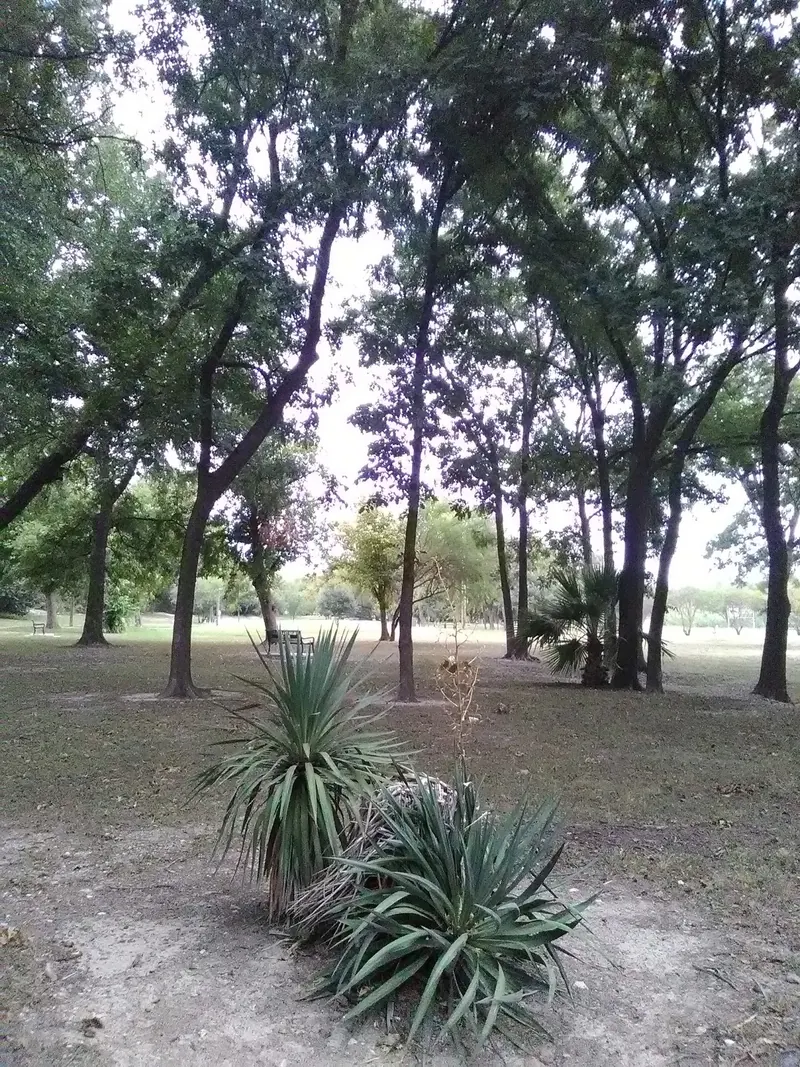 Trees, plants and benches in a shaded Del Rio park setting from the San Felipe collection