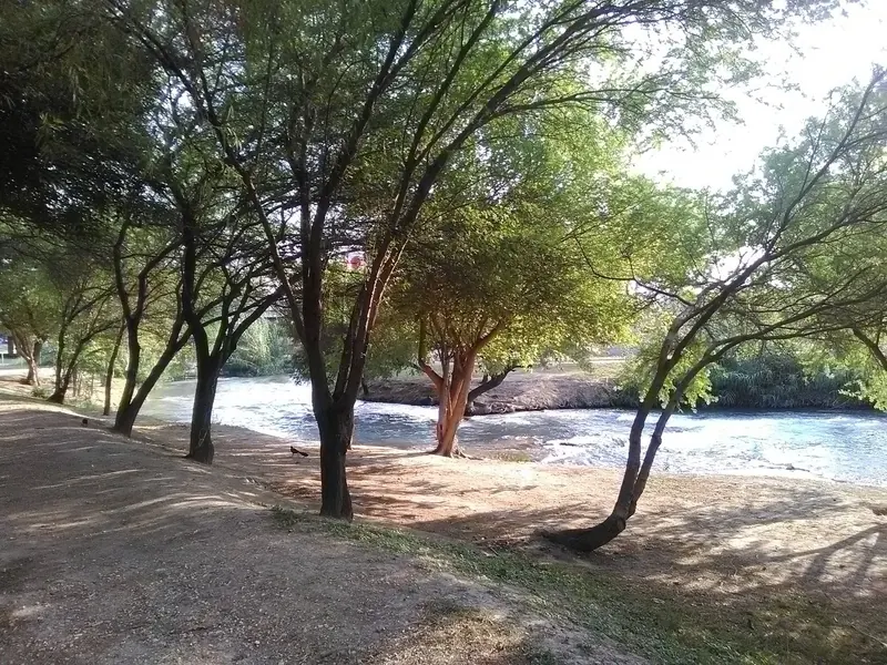 Shade trees beside flowing water in the San Felipe creek-corridor collection