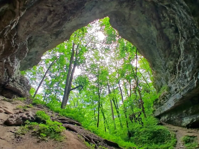 Woodland canopy viewed through a limestone opening at Short Creek