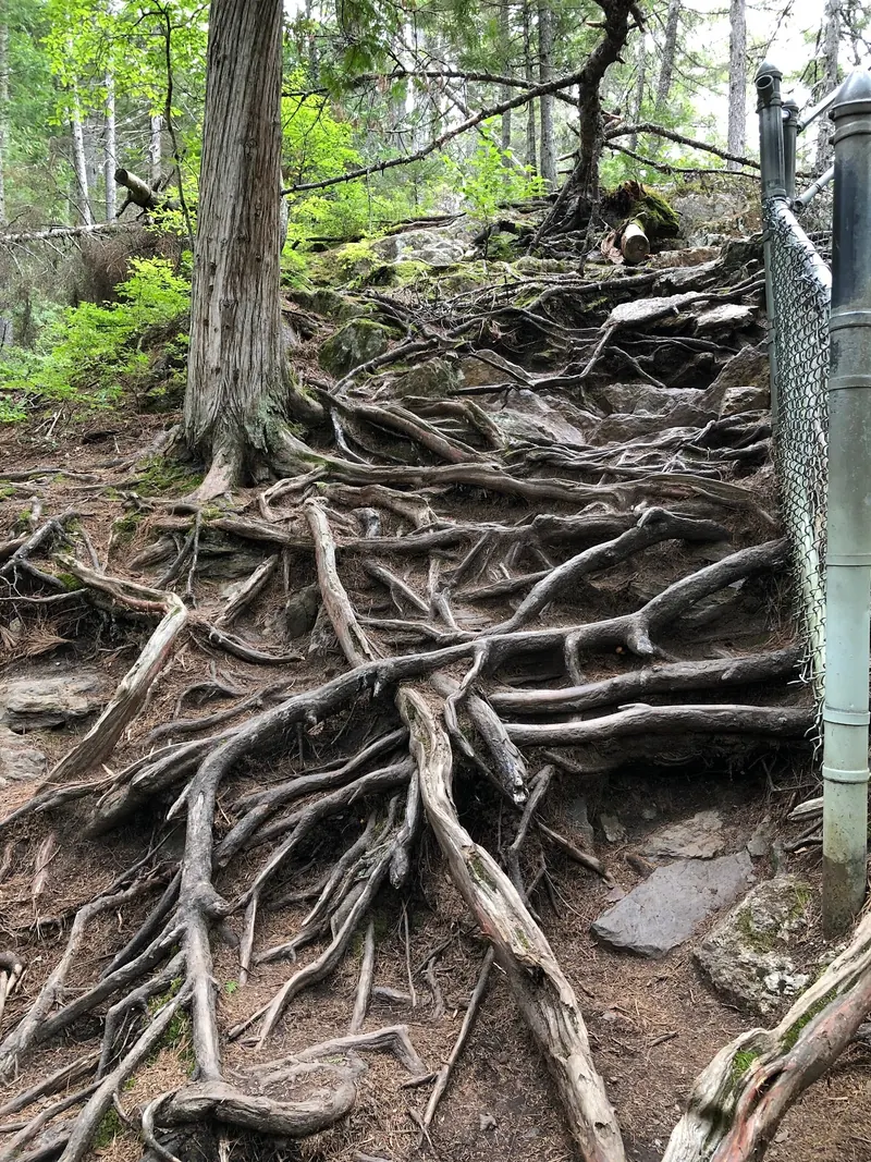 Exposed tree roots and rocky ground beside protective fencing on the Smalls Falls approach