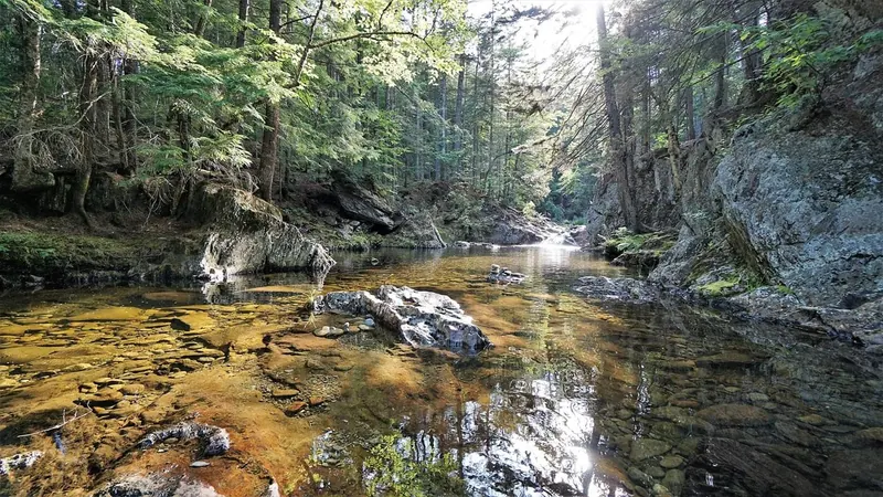 Clear water over a rocky streambed surrounded by evergreen woodland at Smalls Falls
