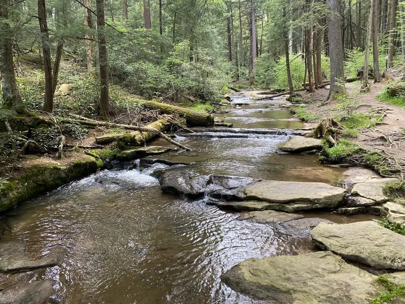 Wooded creek with fallen branches and rocky banks at Swallow Falls State Park