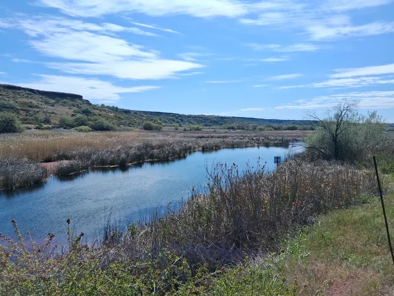 Reed-lined water in the saved Thousand Springs visitor-center area collection, not a verified swimming entry