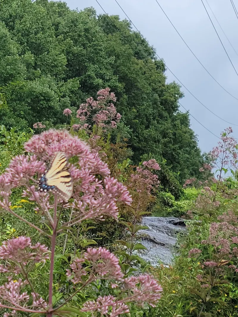 A butterfly on pink flowers beside flowing water in the Todd Creek Falls area