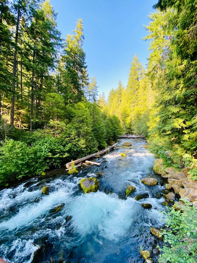 Wooded North Umpqua river channel near the hot springs, not a verified swimming entrance