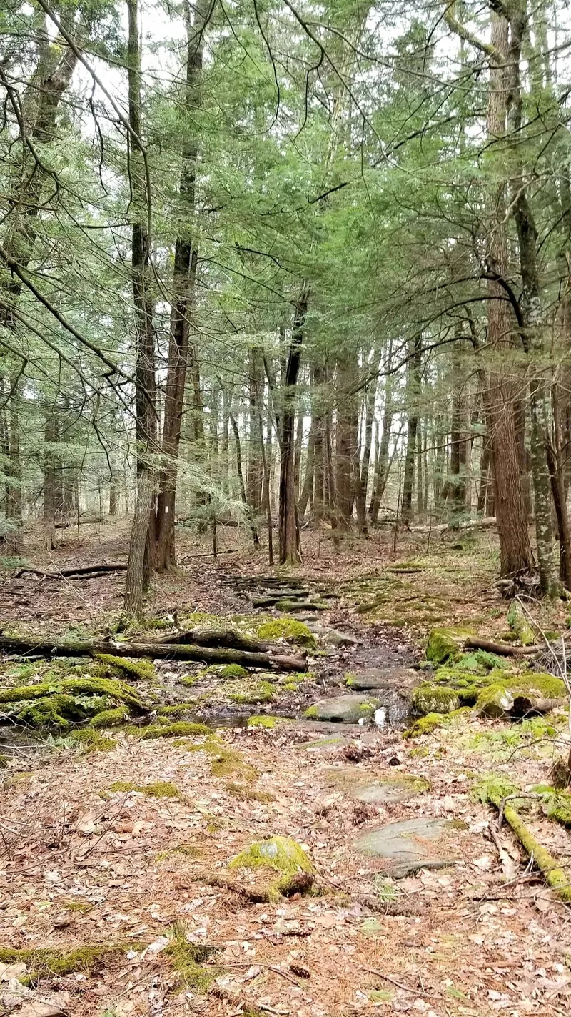 Rocky woodland trail with a white blaze in the historical Upper Goose Pond photo collection