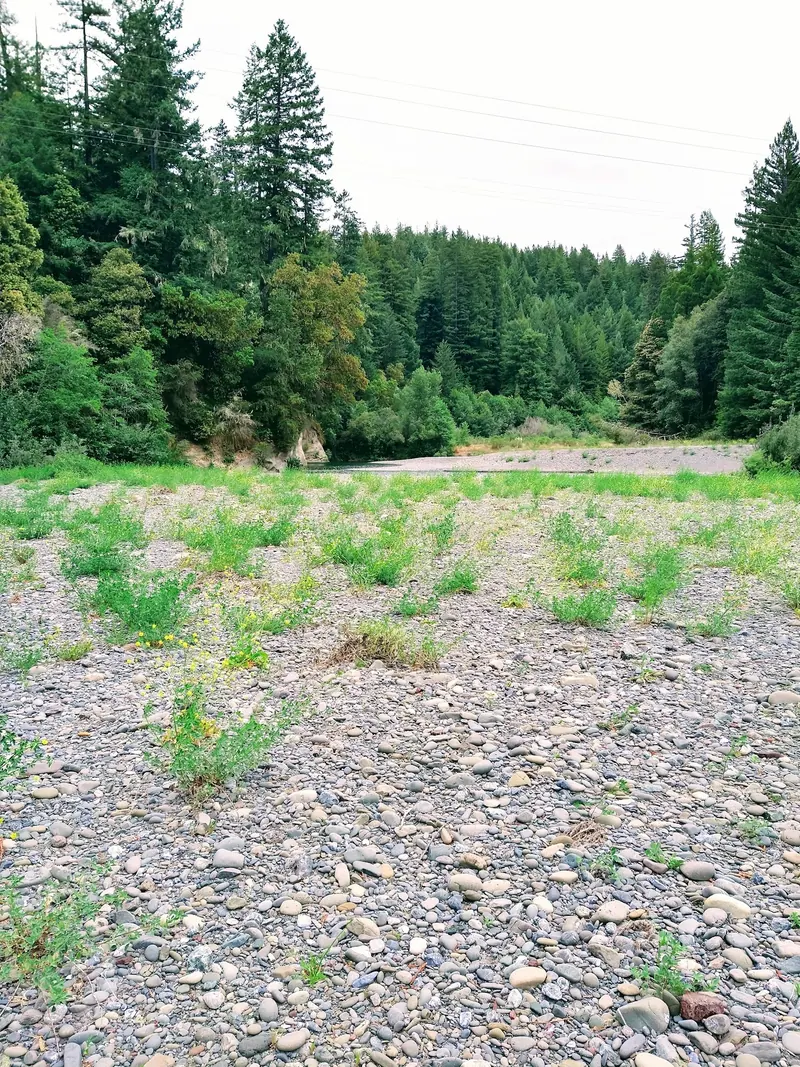 A broad gravel river bar edged by woodland in the Van Duzen River region