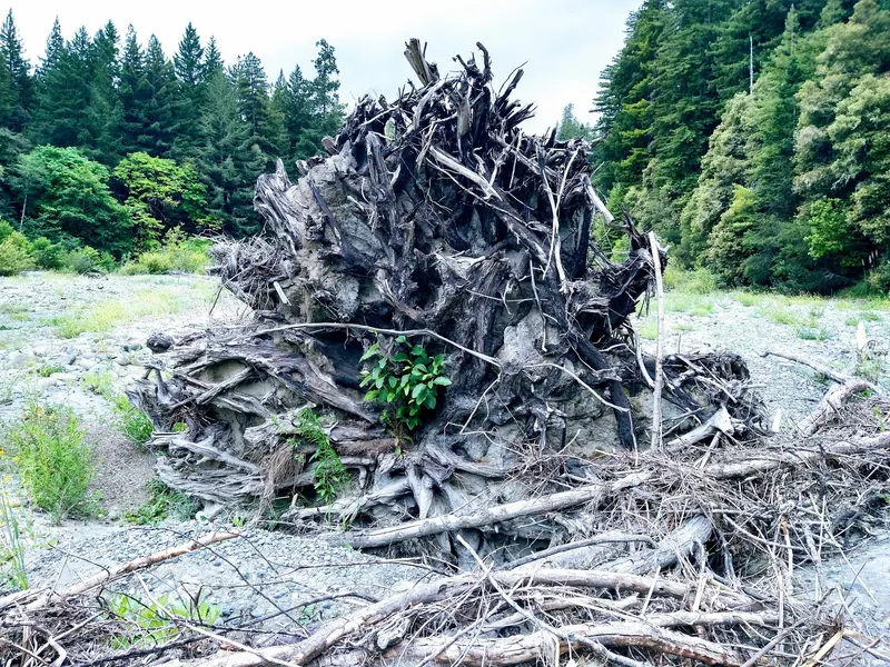An uprooted tree root mass resting on a Van Duzen River gravel bar