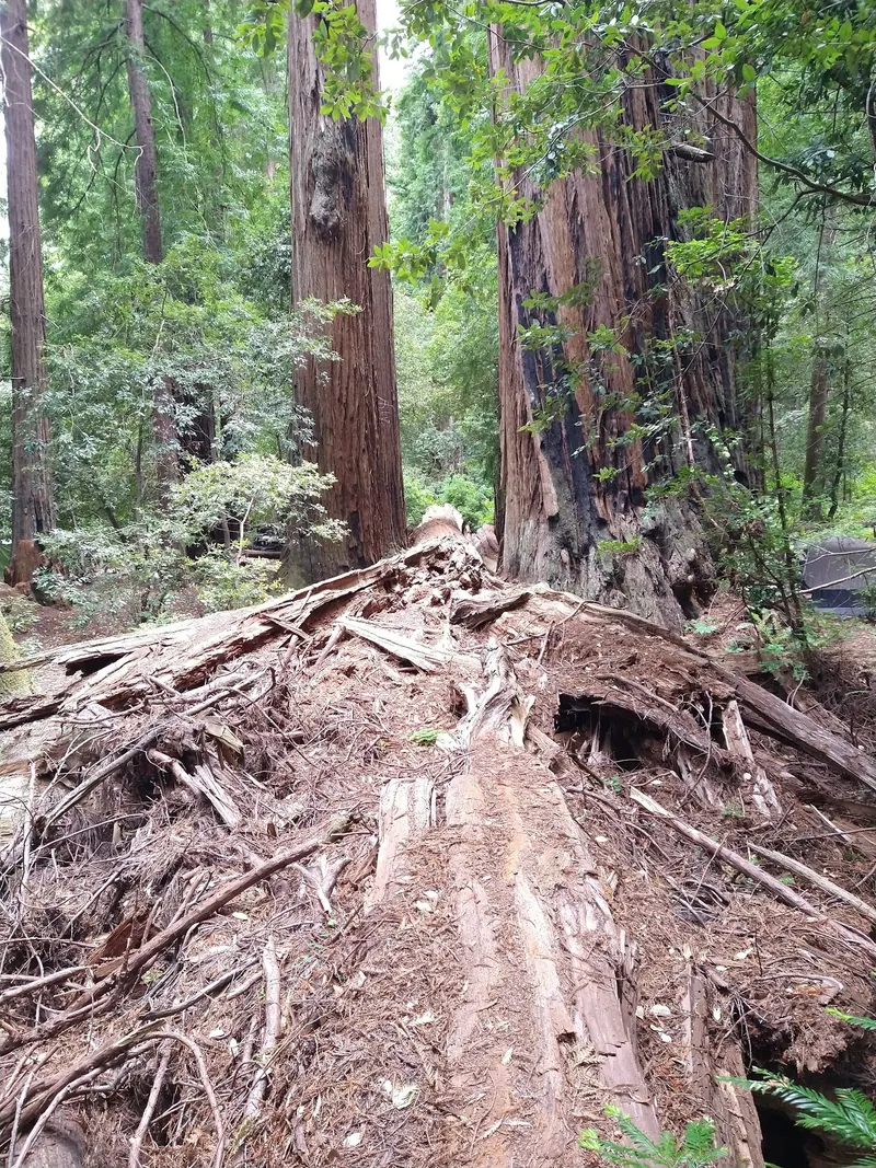 Redwoods and a fallen tree root mass in the Van Duzen River region