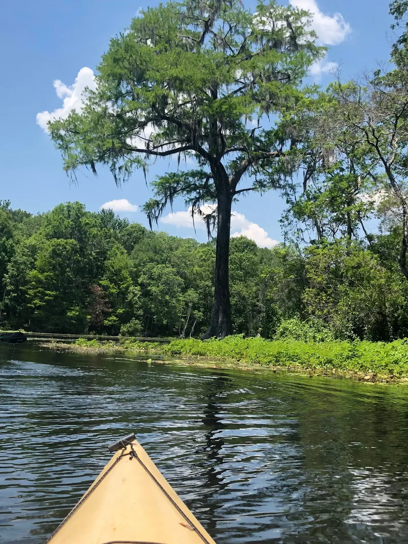 Kayak bow facing a tree-lined bank in the Wacissa River photo collection