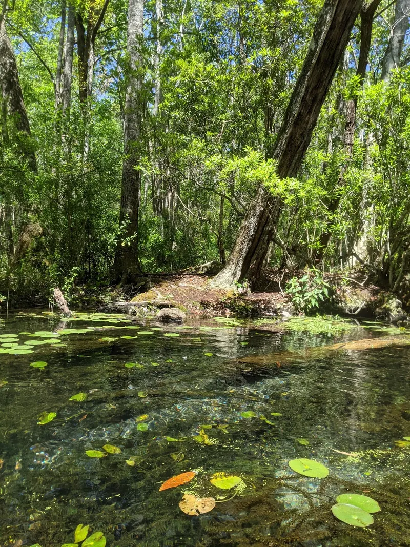 Tree roots and floating leaves along a wooded bank in the Wacissa River photo collection