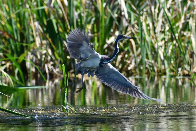 A wading bird taking flight above waterside reeds in the Wacissa River photo collection