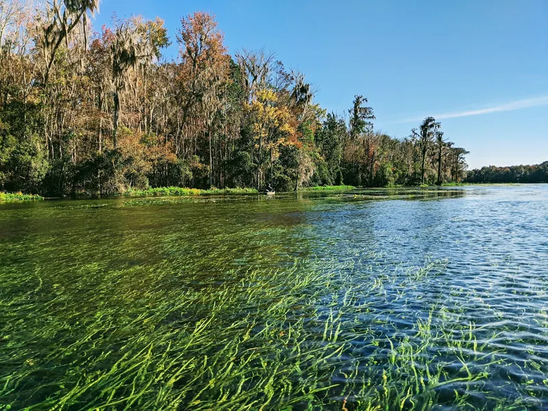 Submerged aquatic plants and a wooded shoreline in the Wacissa River photo collection