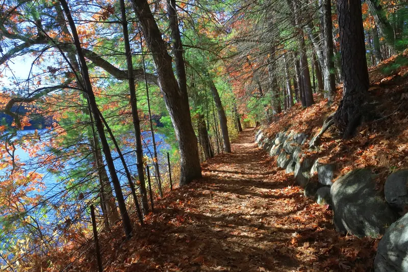Leaf-covered woodland path beside Walden Pond in a historical autumn photograph
