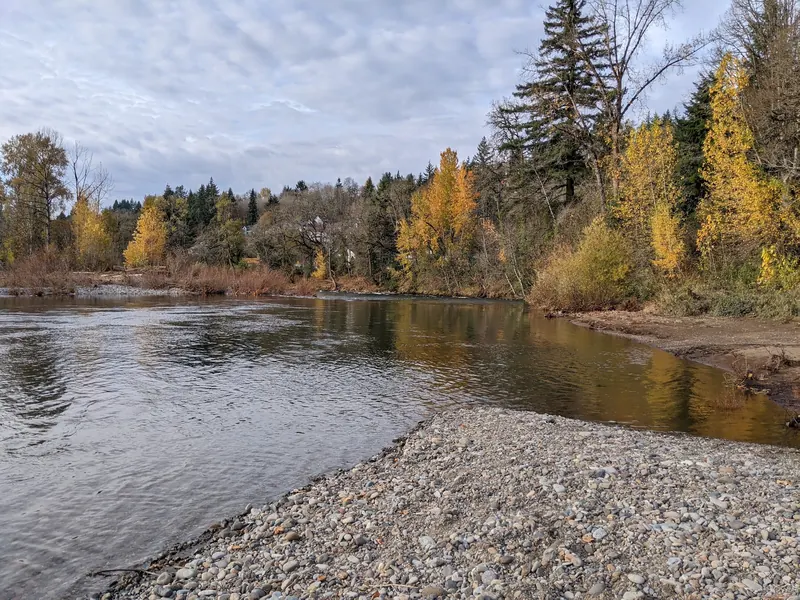 Pebble shoreline and autumn trees along the Washougal River at Sandy Swimming Hole Park