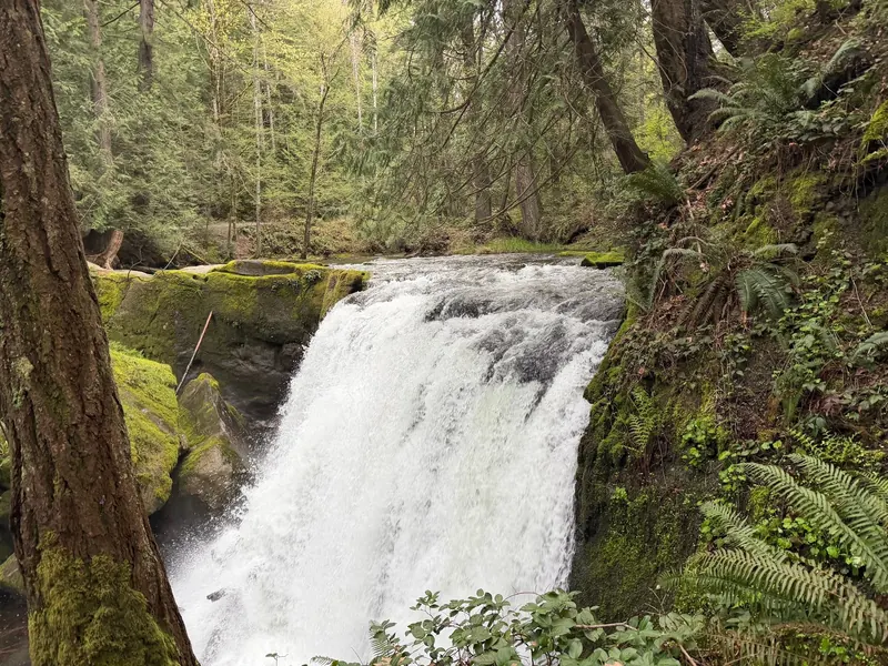 Water cascading over a rock ledge beside moss and ferns in Whatcom Falls Park; scenery does not identify a swimming entry