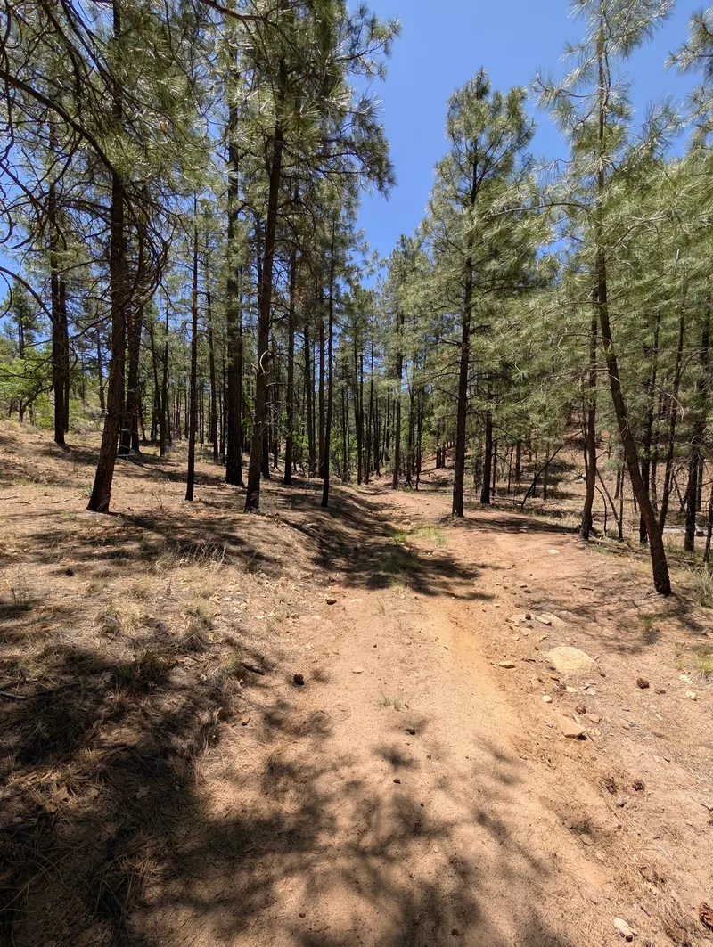 Pine woodland path in the saved Prescott-area Wolf Creek photo set; not a verified waterfall approach
