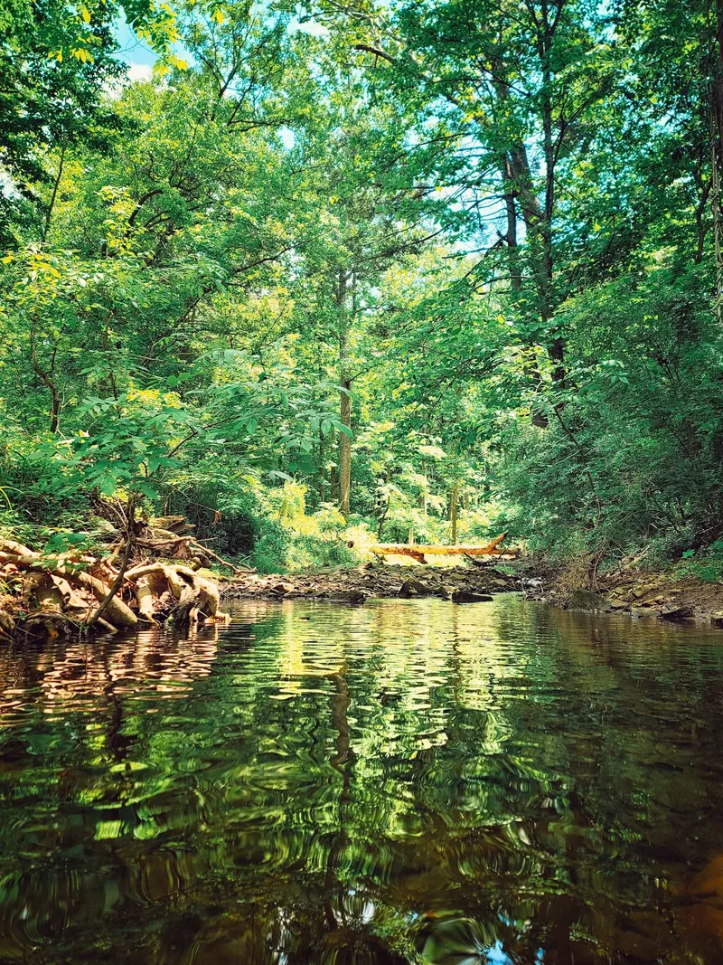 Wooded creek channel and fallen branches in the Yellow Breeches photo collection